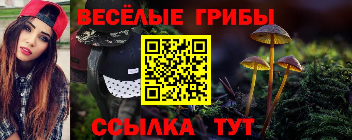 где найти   Галлюциногенные грибы Psilocybine cubensis  Галлюциногенные грибы прущие грибы  Вход с VPN  Реж 